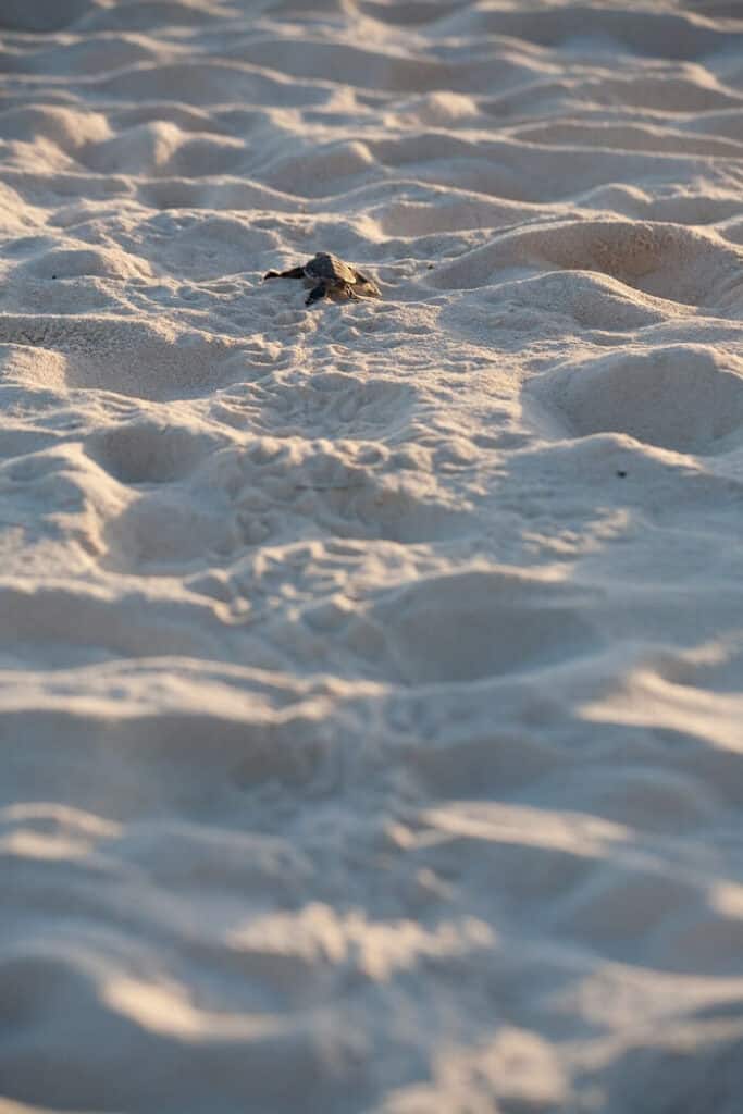 Baby Sea Turtle Escapes