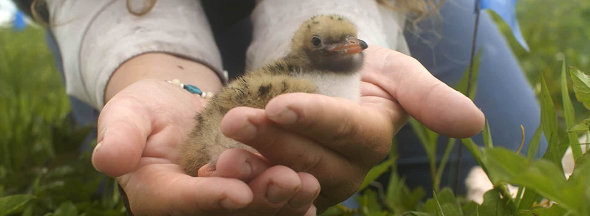 bird in hands