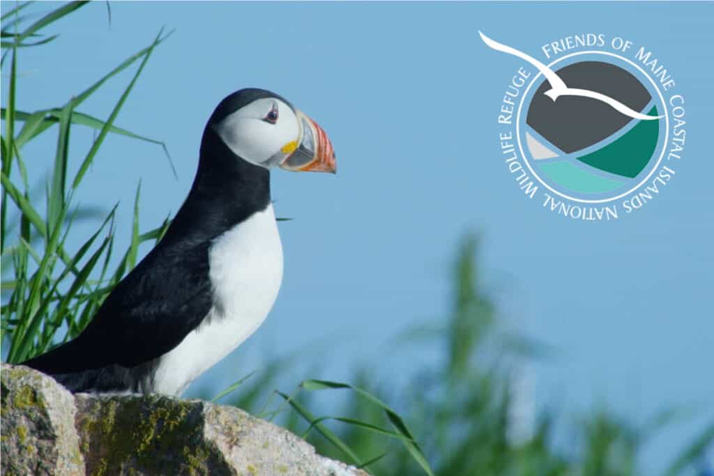 Friends of Maine Coastal Islands