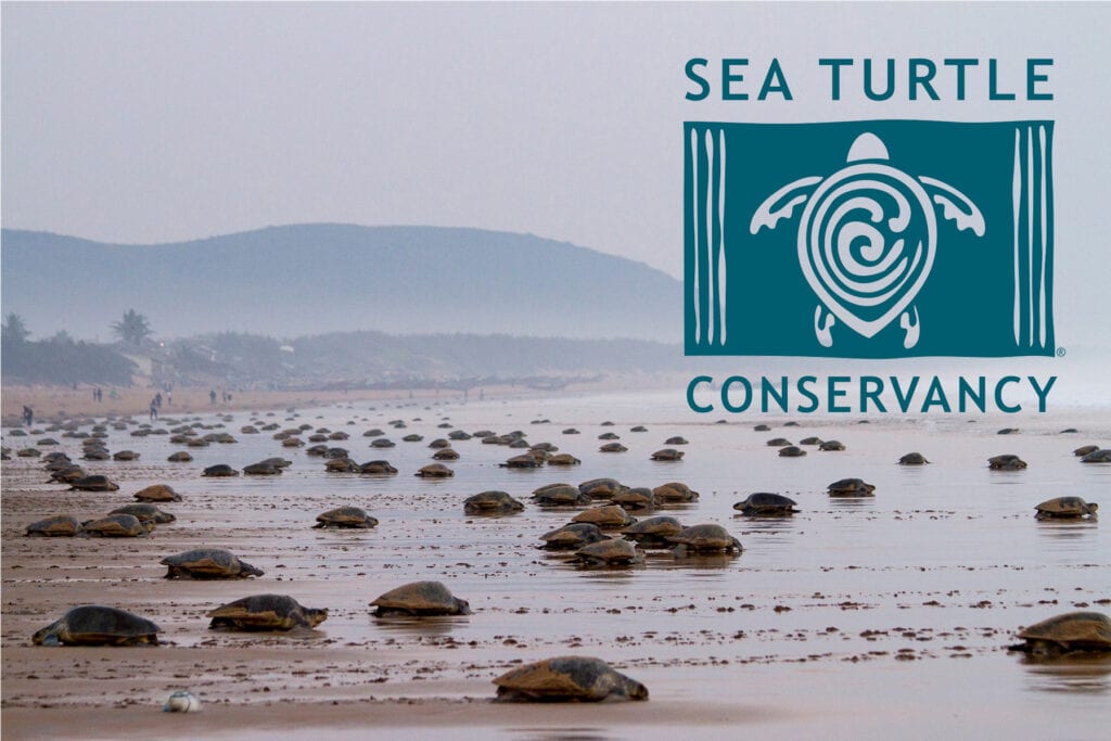 Sea Turtle Conservancy