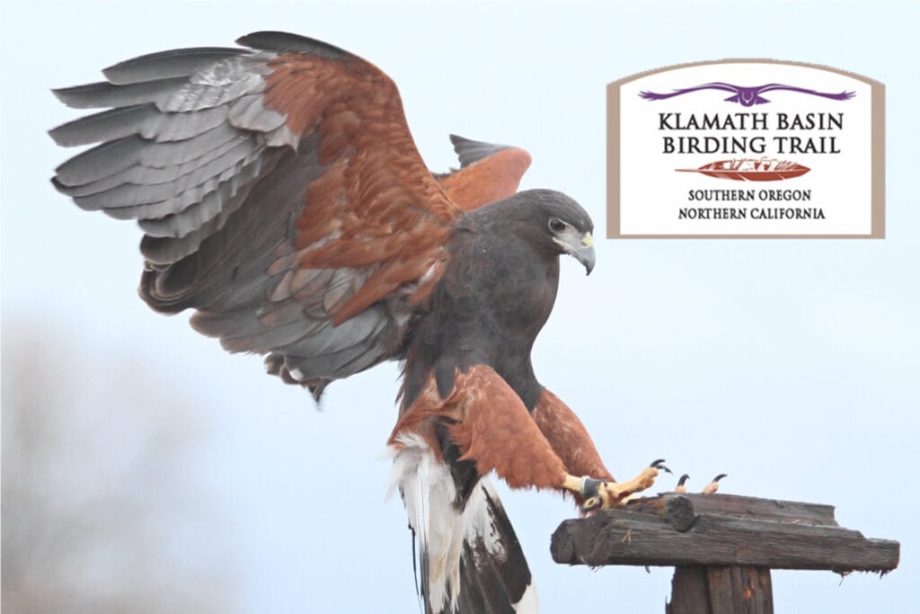 Klamath Wing Watchers