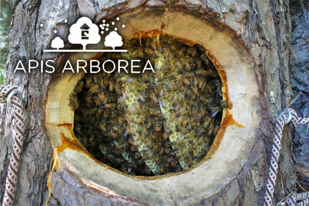 Apis Arborea